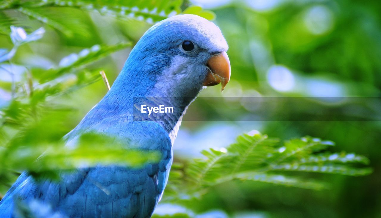 Close-up of bird