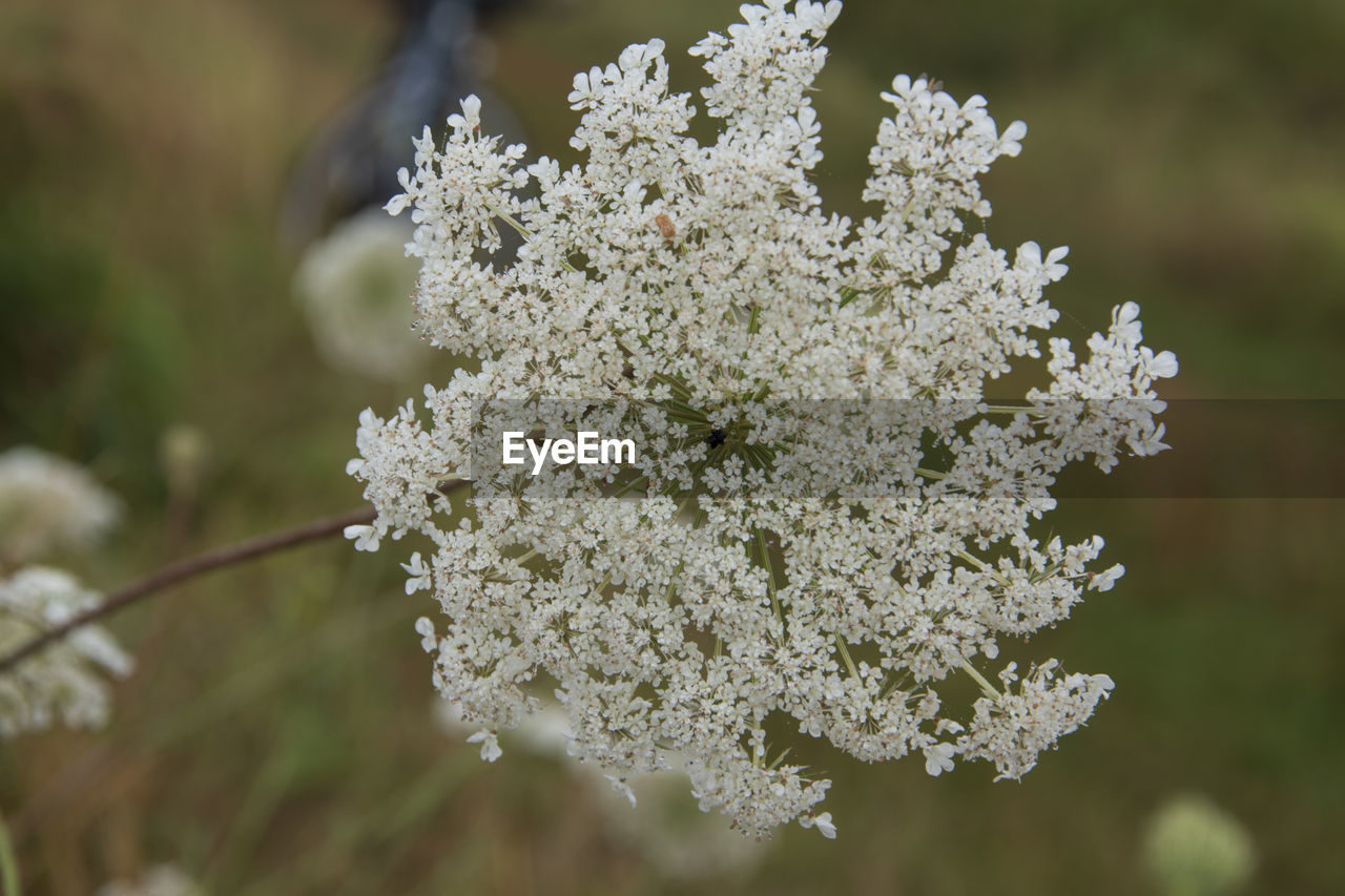 Flowers of the wild carrot, daucus carota, with morning dew and cobwebs.