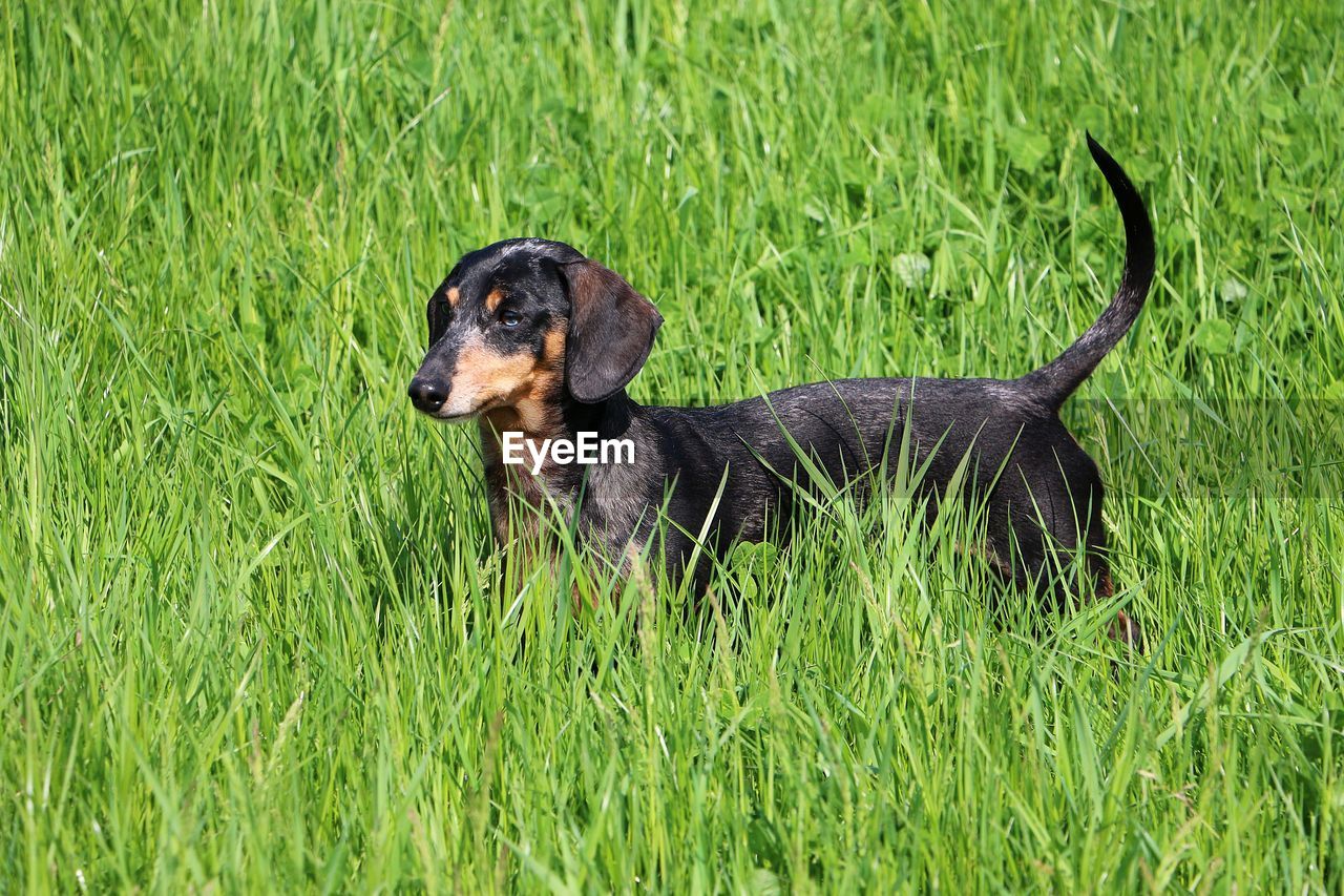 BLACK DOG LOOKING AWAY ON GRASS