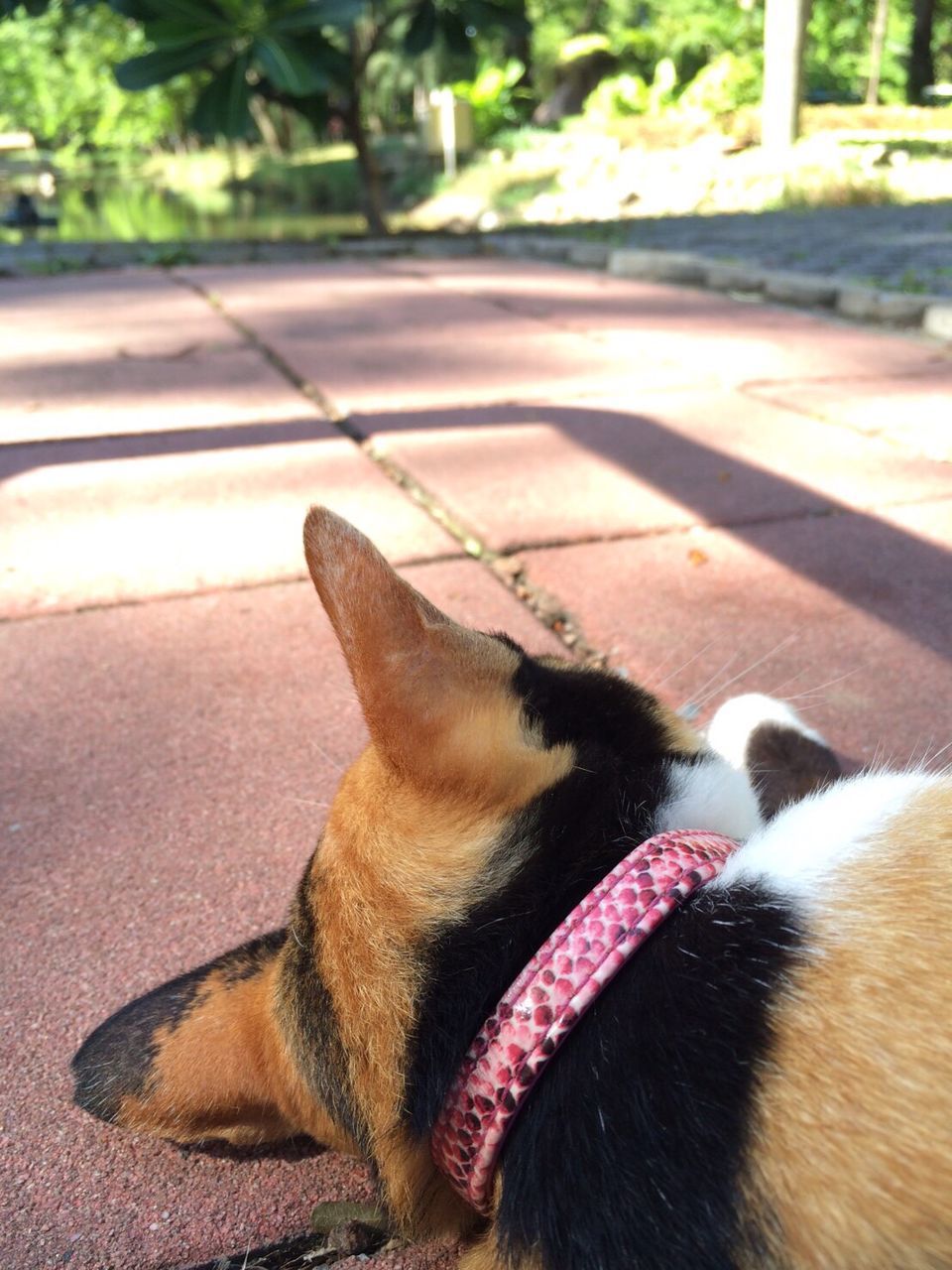 CLOSE-UP OF DOG LYING DOWN ON GROUND