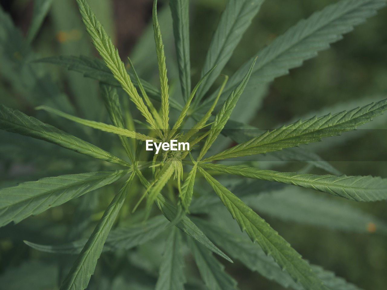 plant, healthcare and medicine, narcotic, cannabis, herb, cannabis plant, medicine, green, food and drink, food, recreational drug, leaf, social issues, alternative medicine, nature, plant part, crime, no people, growth, agriculture, close-up, bud, flower, herbal medicine, medical cannabis, outdoors, crop, beauty in nature