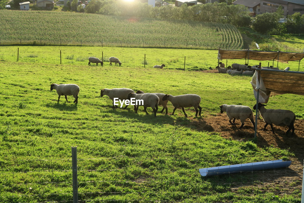 Sheep grazing in a field