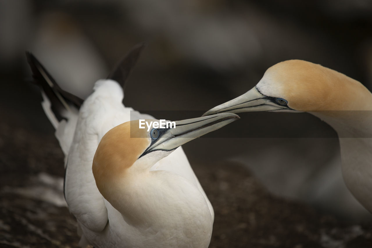 CLOSE-UP OF BIRD