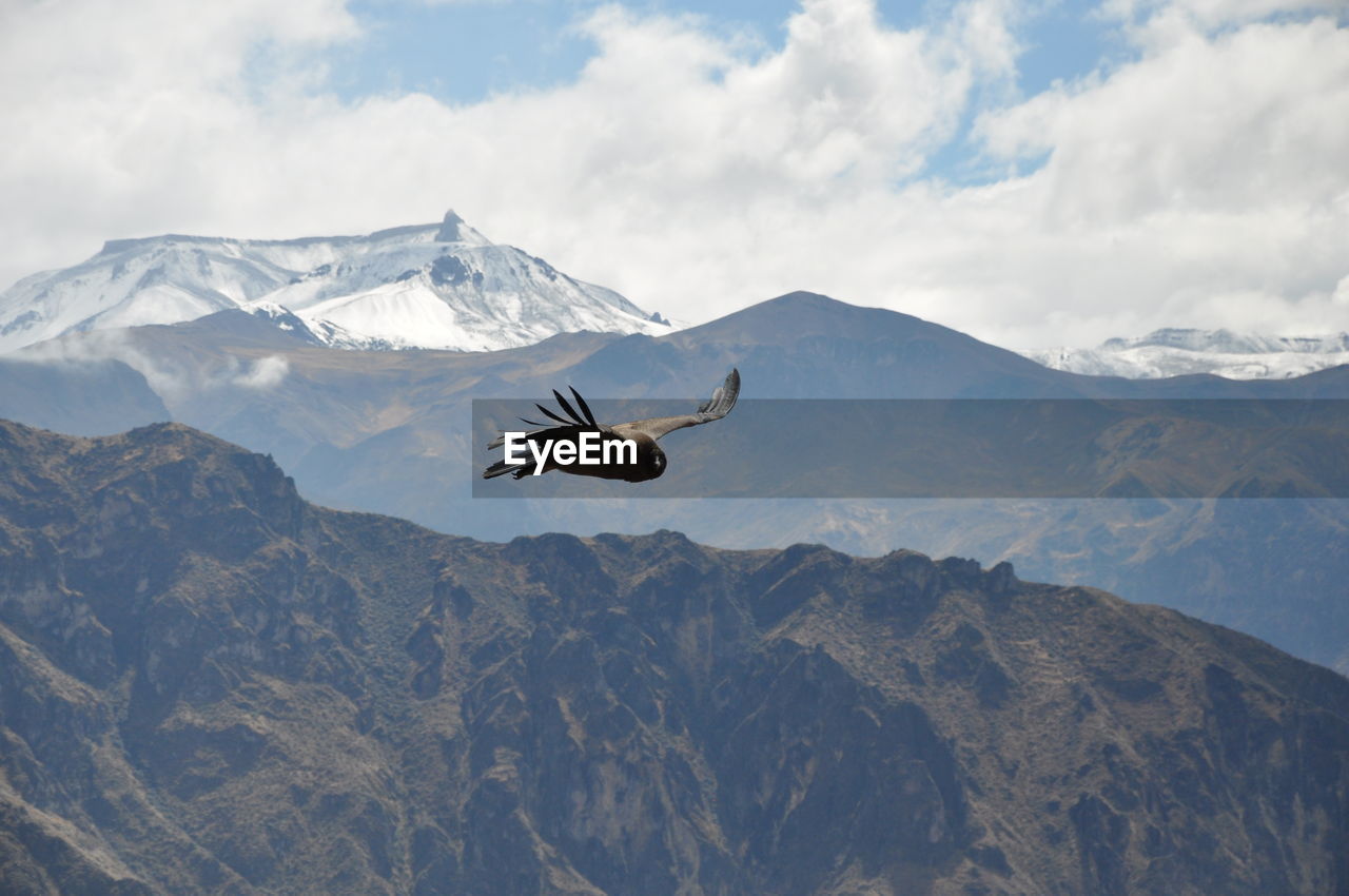 VIEW OF A BIRD FLYING OVER MOUNTAINS