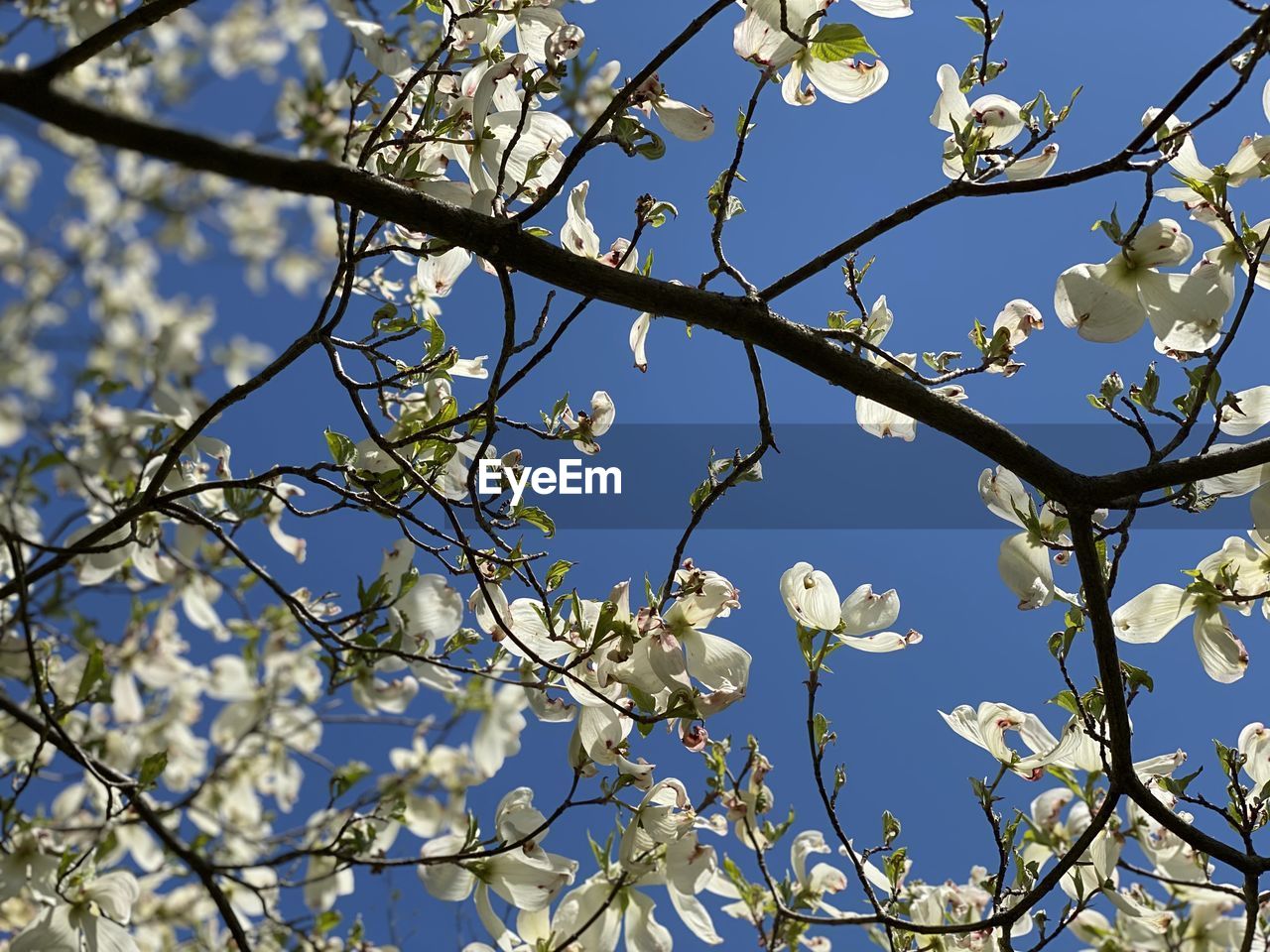 Low angle view of magnolia blossoms against blue sky