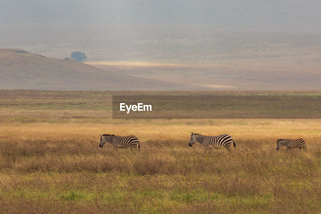 Group of zebras on field against sky during sunset