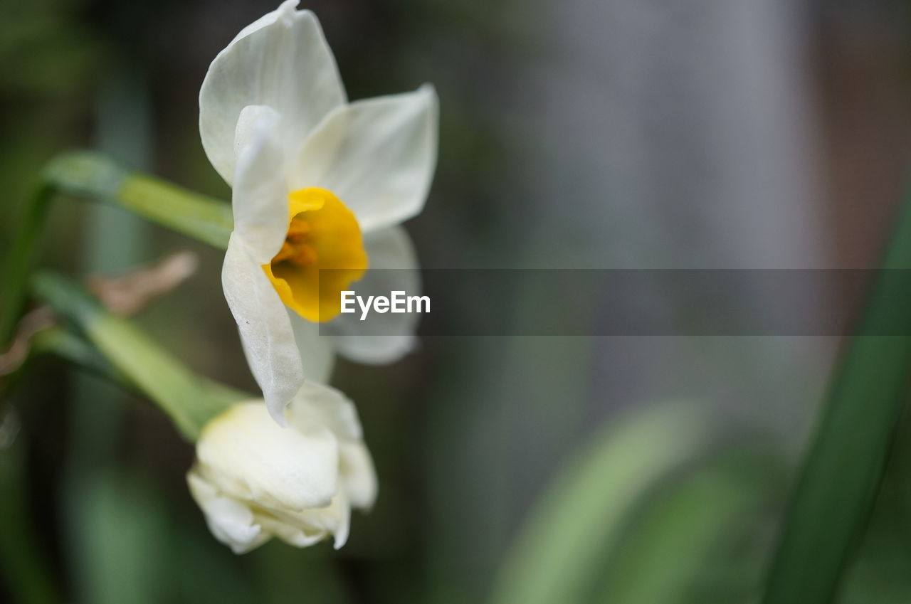 Close-up of white daffodil blooming outdoors