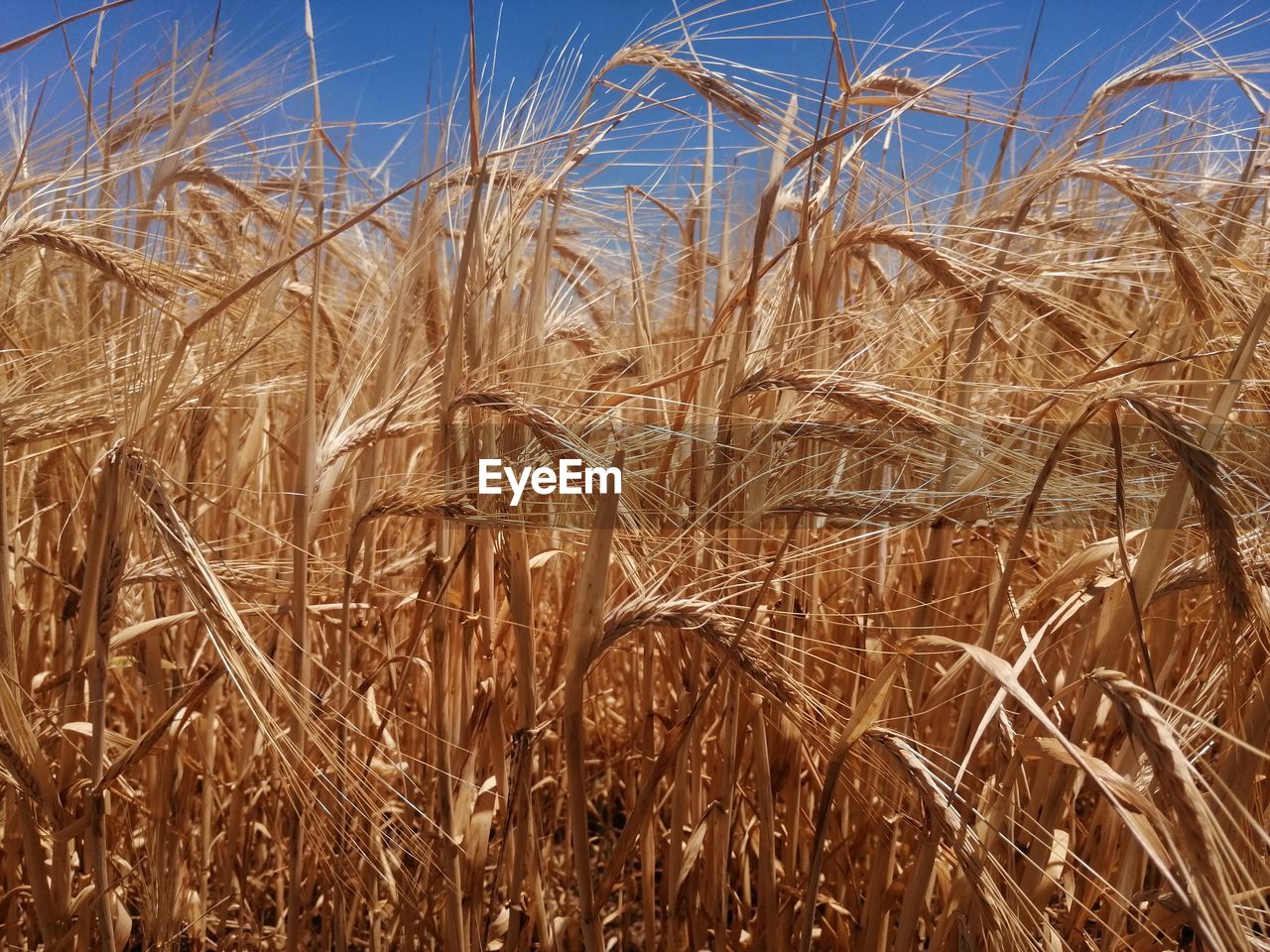 Close-up of wheat growing on field against sky