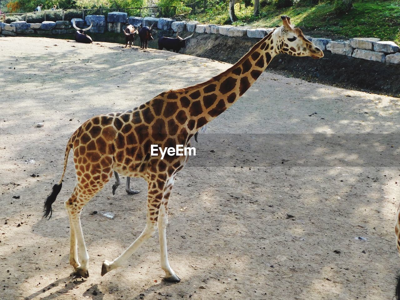 GIRAFFE IN A FIELD