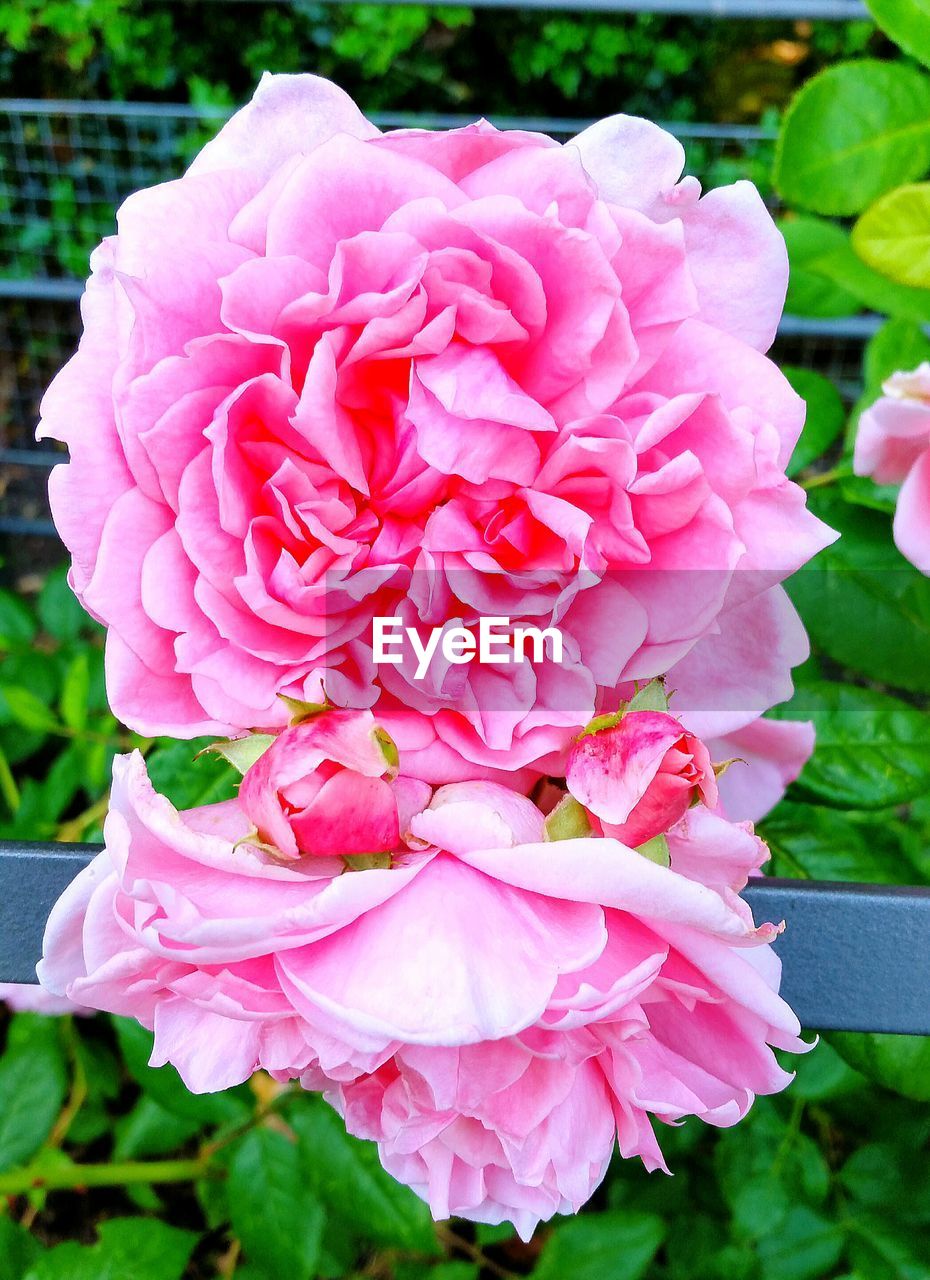 CLOSE-UP OF PINK PEONY BLOOMING OUTDOORS