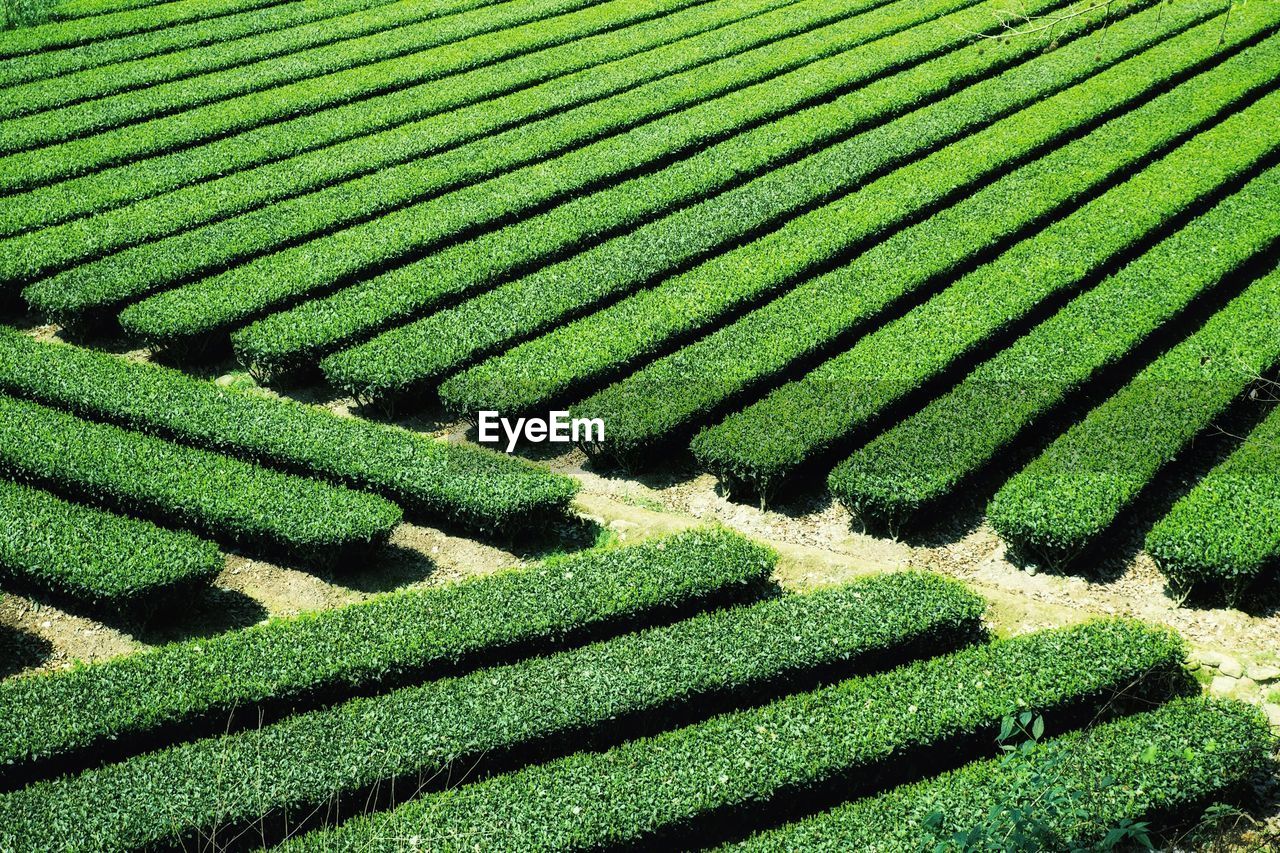 High angle view of green landscape