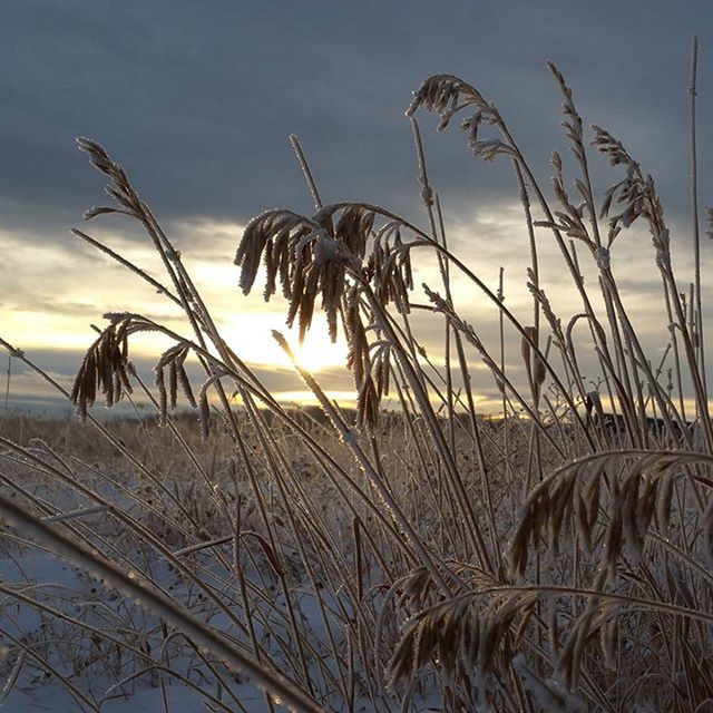 PLANTS ON FIELD AT SUNSET