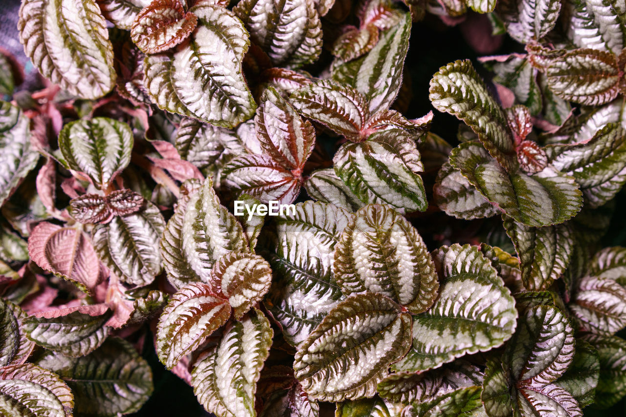 CLOSE-UP OF LEAVES