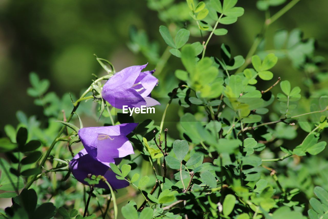 Close-up of purple flowering plant