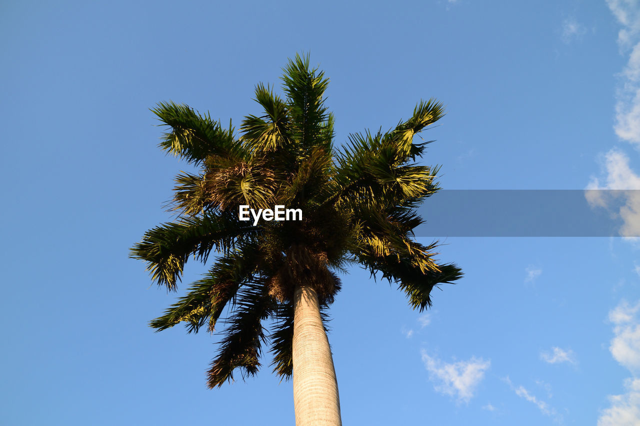 LOW ANGLE VIEW OF COCONUT PALM TREE AGAINST CLEAR BLUE SKY