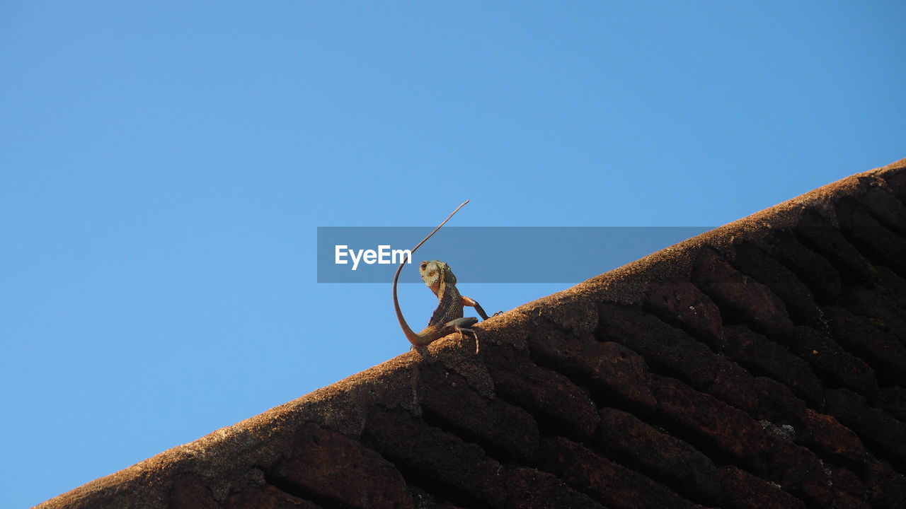 Low angle view of lizard on roof against clear blue sky