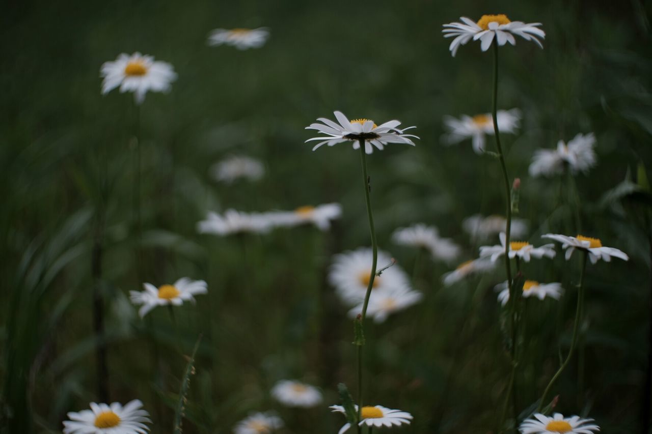 Close-up of white daisies blooming outdoors