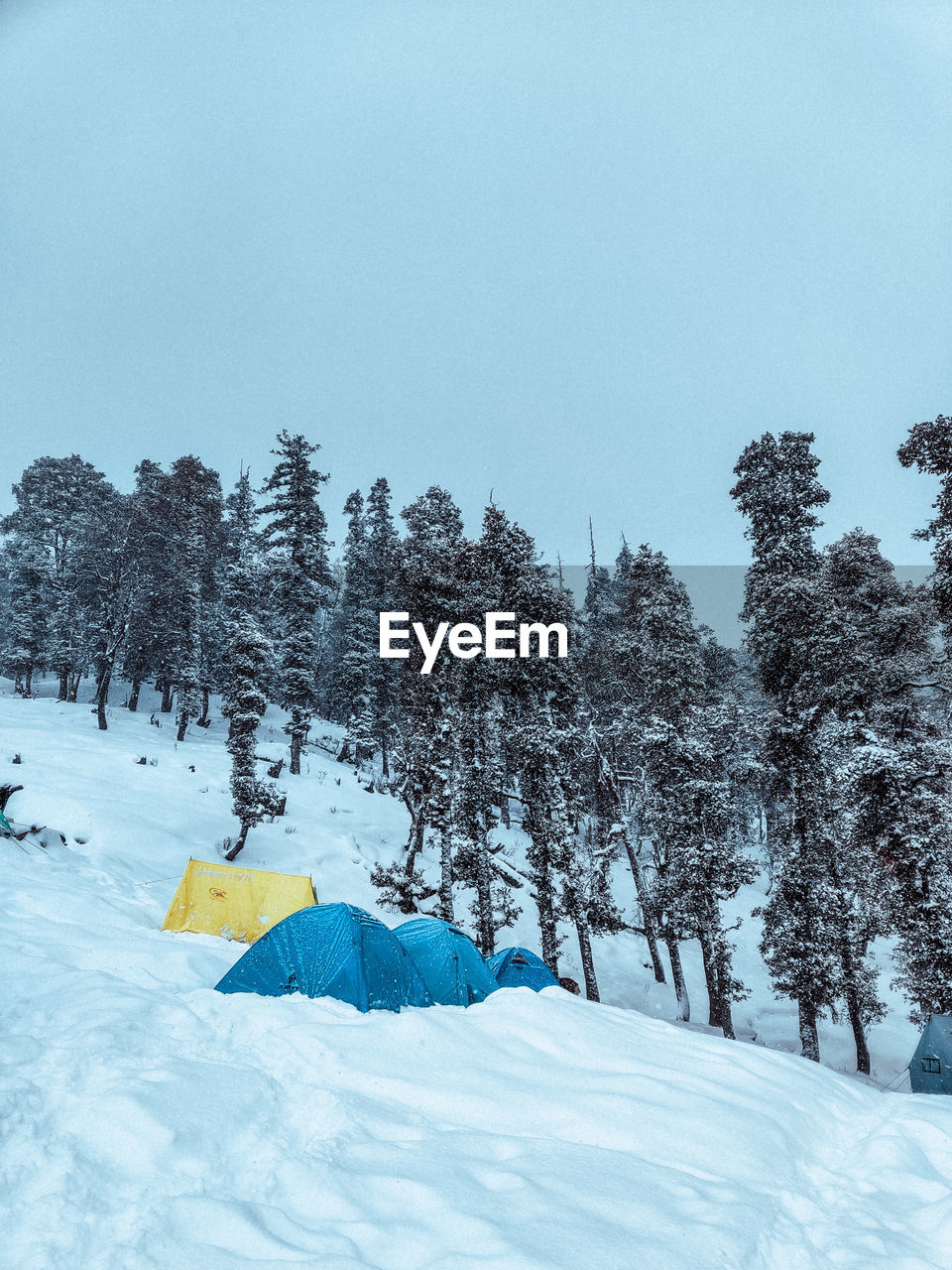 Trees on snow covered field against sky