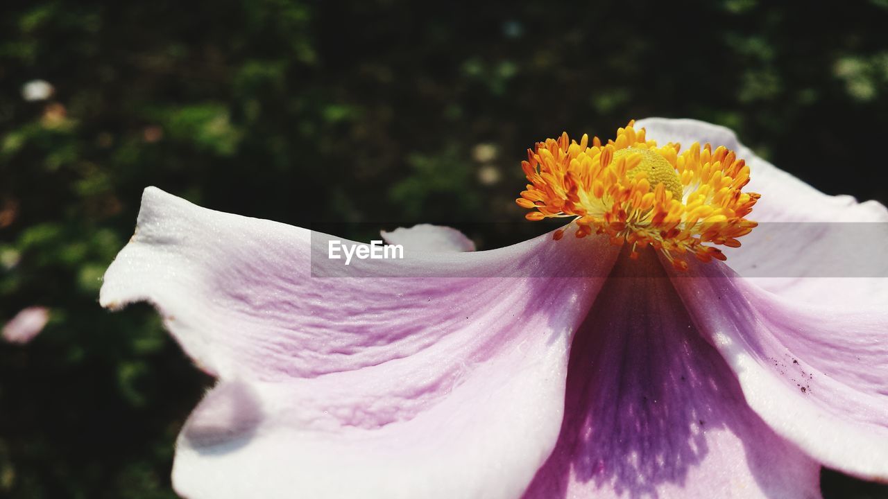 CLOSE-UP OF FLOWER BLOOMING