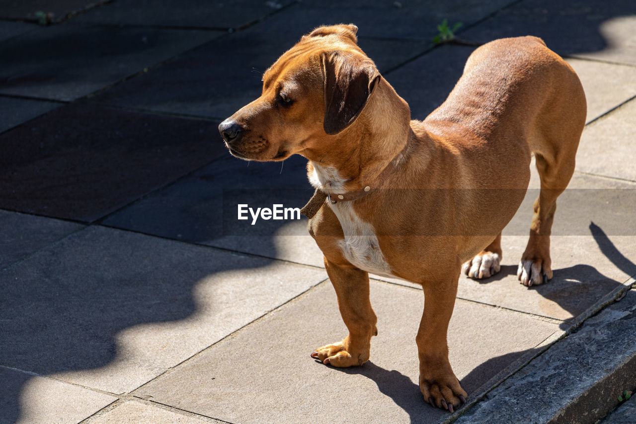 pet, dog, one animal, animal themes, mammal, animal, canine, domestic animals, sunlight, shadow, footpath, day, puppy, looking, no people, sidewalk, carnivore, standing, nature, looking away, collar, leash, hound, high angle view, brown, outdoors, pet collar