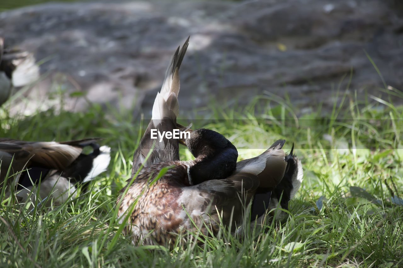 VIEW OF DUCKS ON GRASS