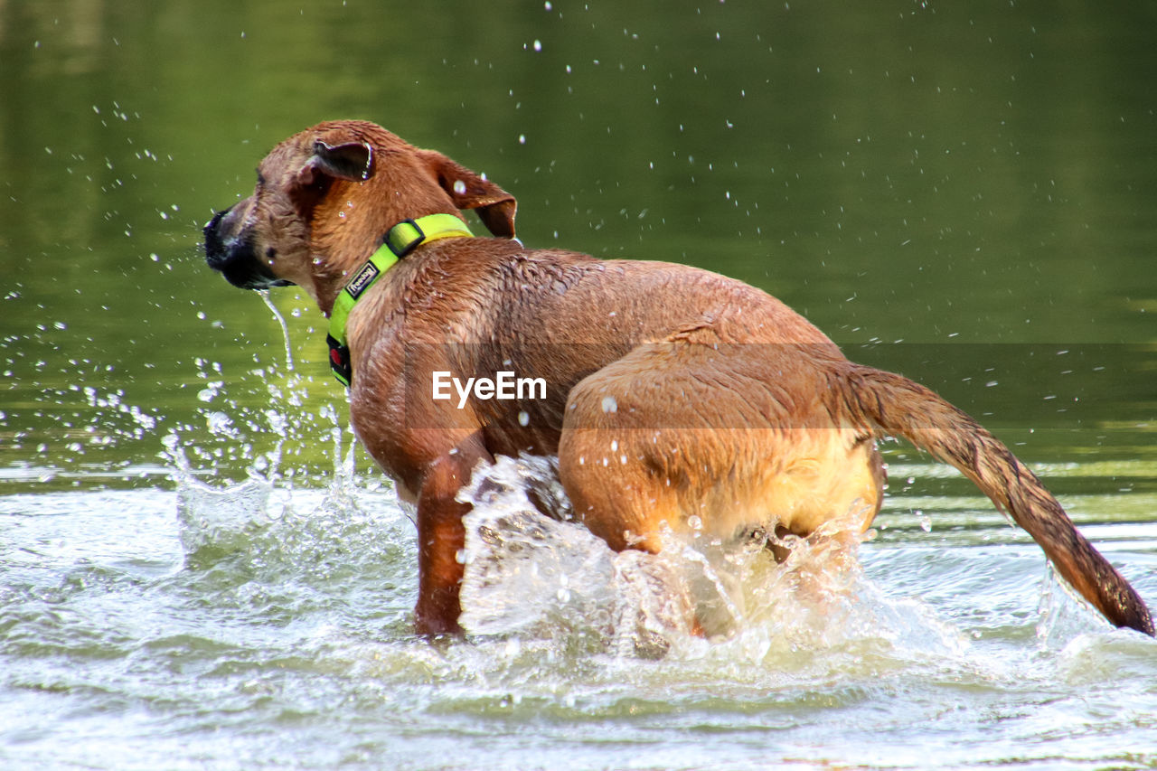 DOG IN A LAKE