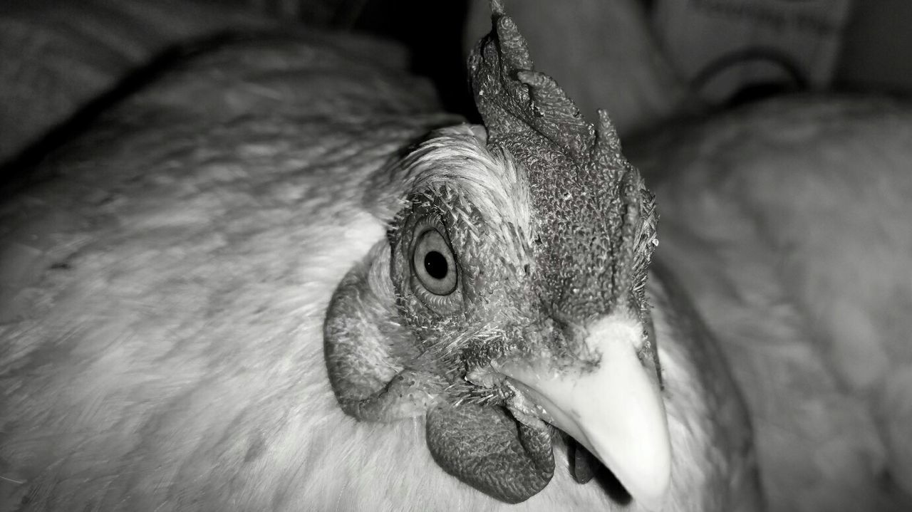 CLOSE-UP OF HAWK