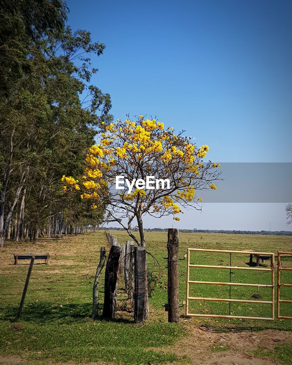 VIEW OF TREE ON FIELD AGAINST CLEAR SKY