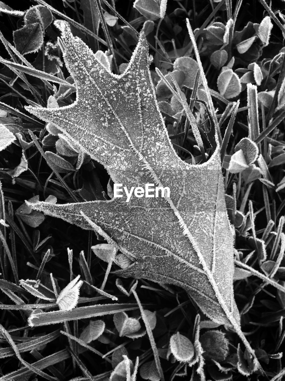 CLOSE-UP OF LEAVES ON PLANT