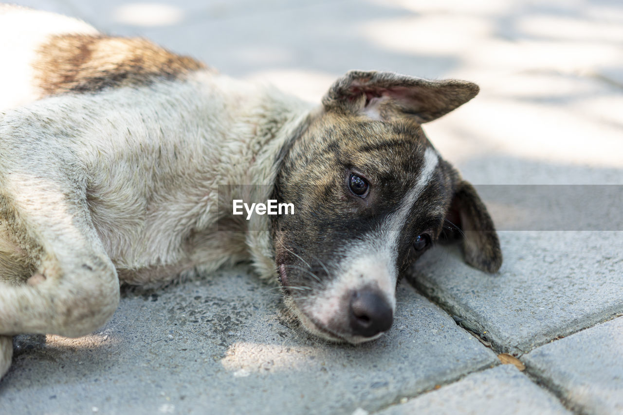 CLOSE-UP OF A DOG LOOKING AWAY