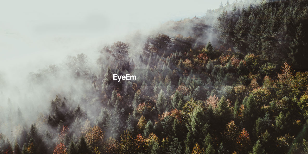 High angle view of trees amidst fog in forest