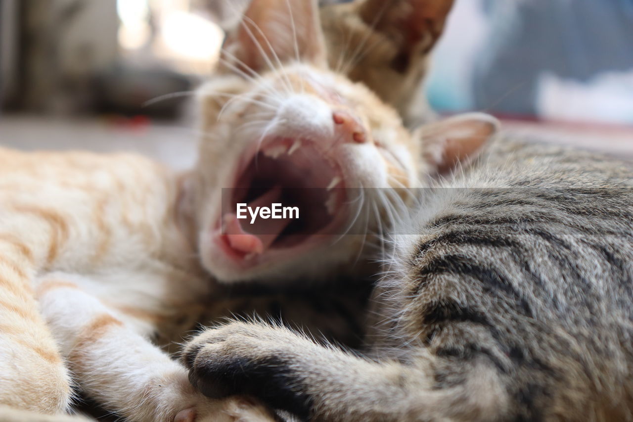 CLOSE-UP OF CAT LYING ON THE BACKGROUND