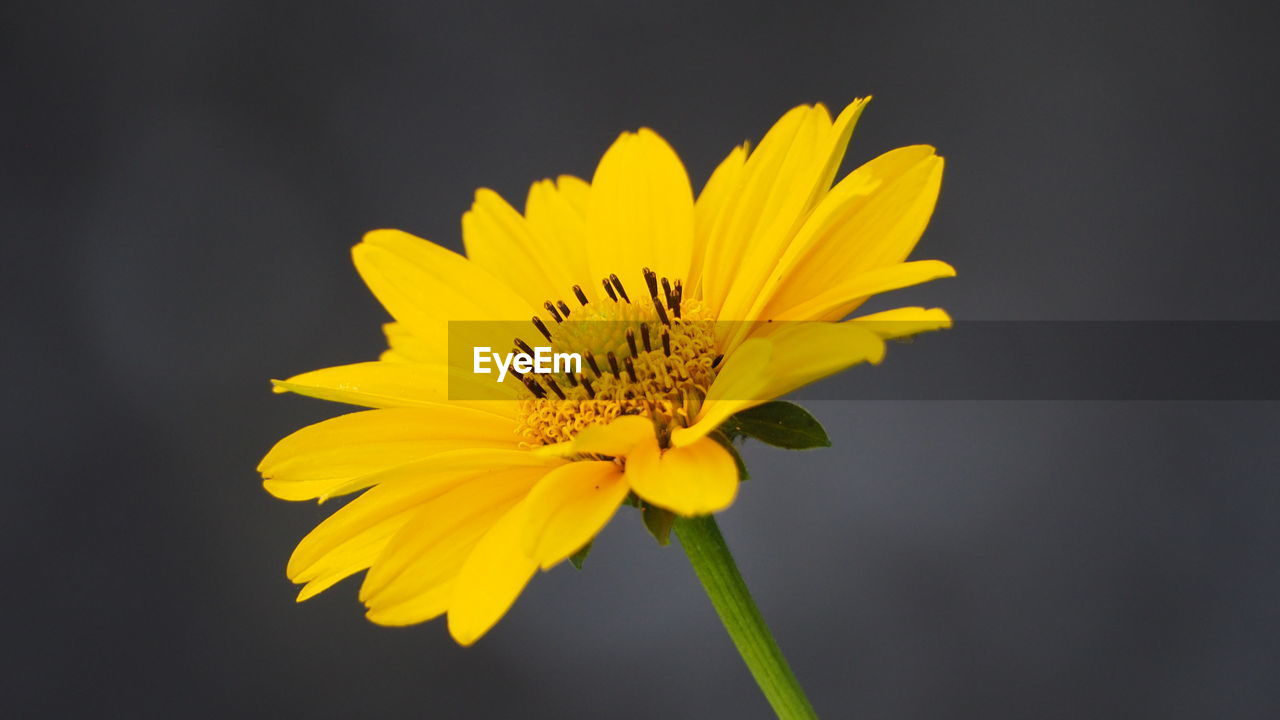 Close-up of yellow flower