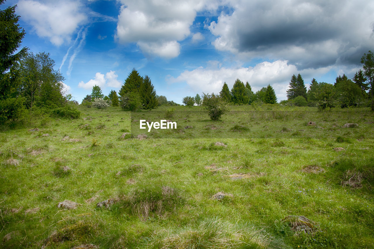 PANORAMIC SHOT OF TREES ON LAND AGAINST SKY