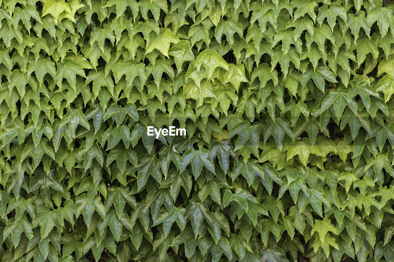 Background texture of green ivy leaves climbing vine as desktop background