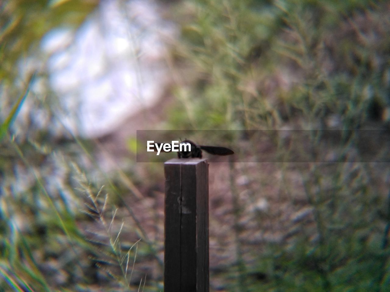 CLOSE-UP OF BIRD ON WOODEN POST