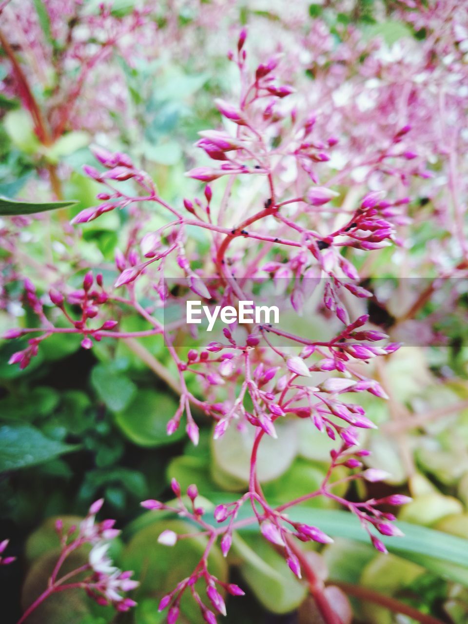 CLOSE-UP OF PINK FLOWERS ON TREE BRANCH