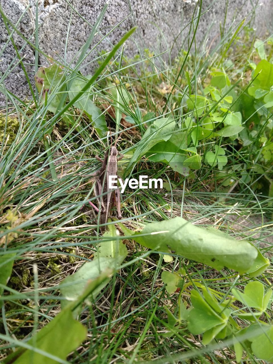 HIGH ANGLE VIEW OF SNAKE ON GRASS