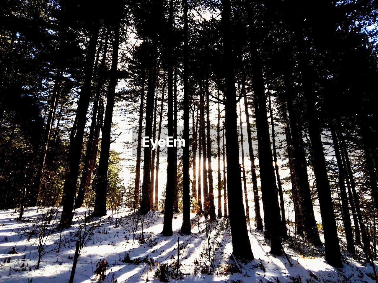 PINE TREES IN FOREST DURING WINTER SEASON