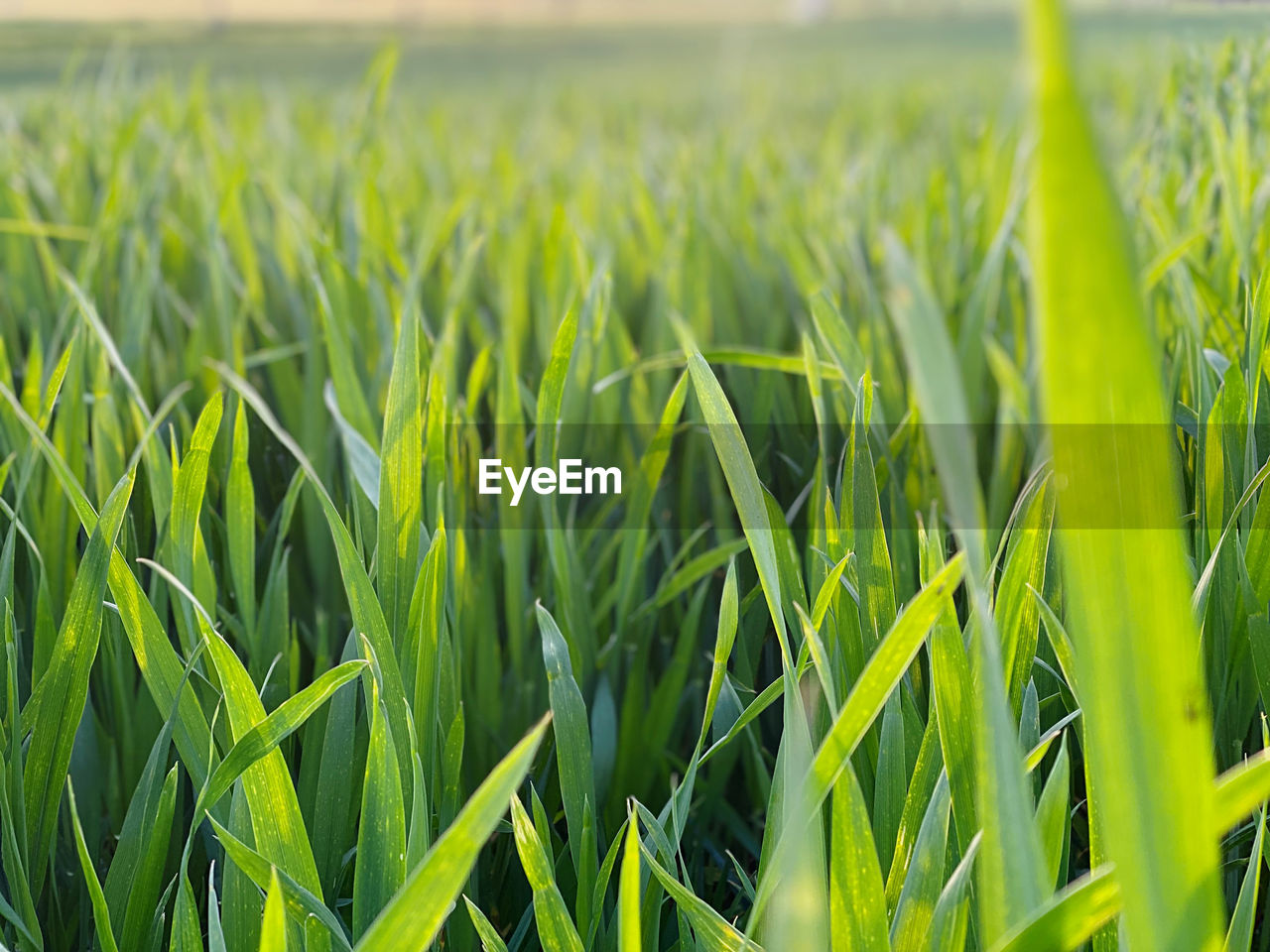 green, plant, agriculture, field, landscape, growth, rural scene, crop, land, cereal plant, farm, nature, paddy field, grass, environment, beauty in nature, no people, lawn, grassland, food, food and drink, day, outdoors, freshness, corn, meadow, tranquility, prairie, barley, wheatgrass, sky, focus on foreground, close-up, backgrounds