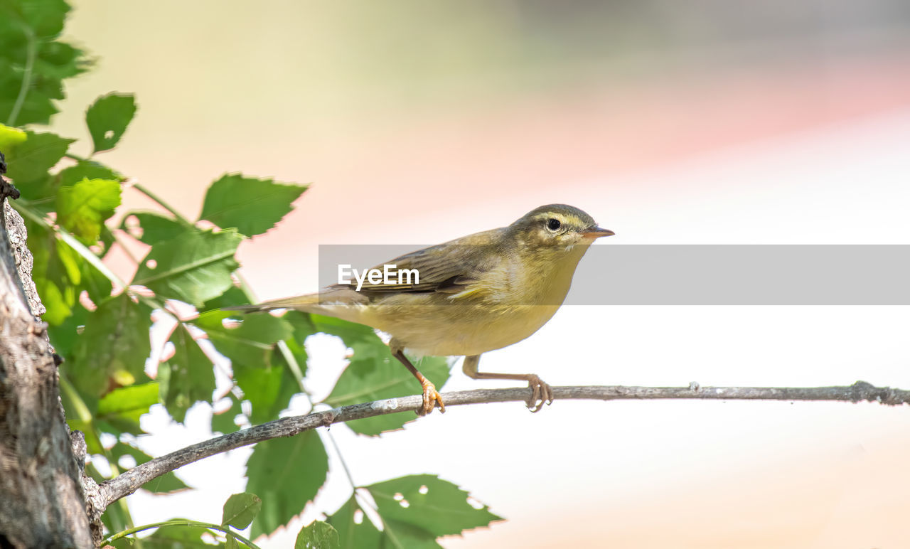 LOW ANGLE VIEW OF BIRD PERCHING ON TREE