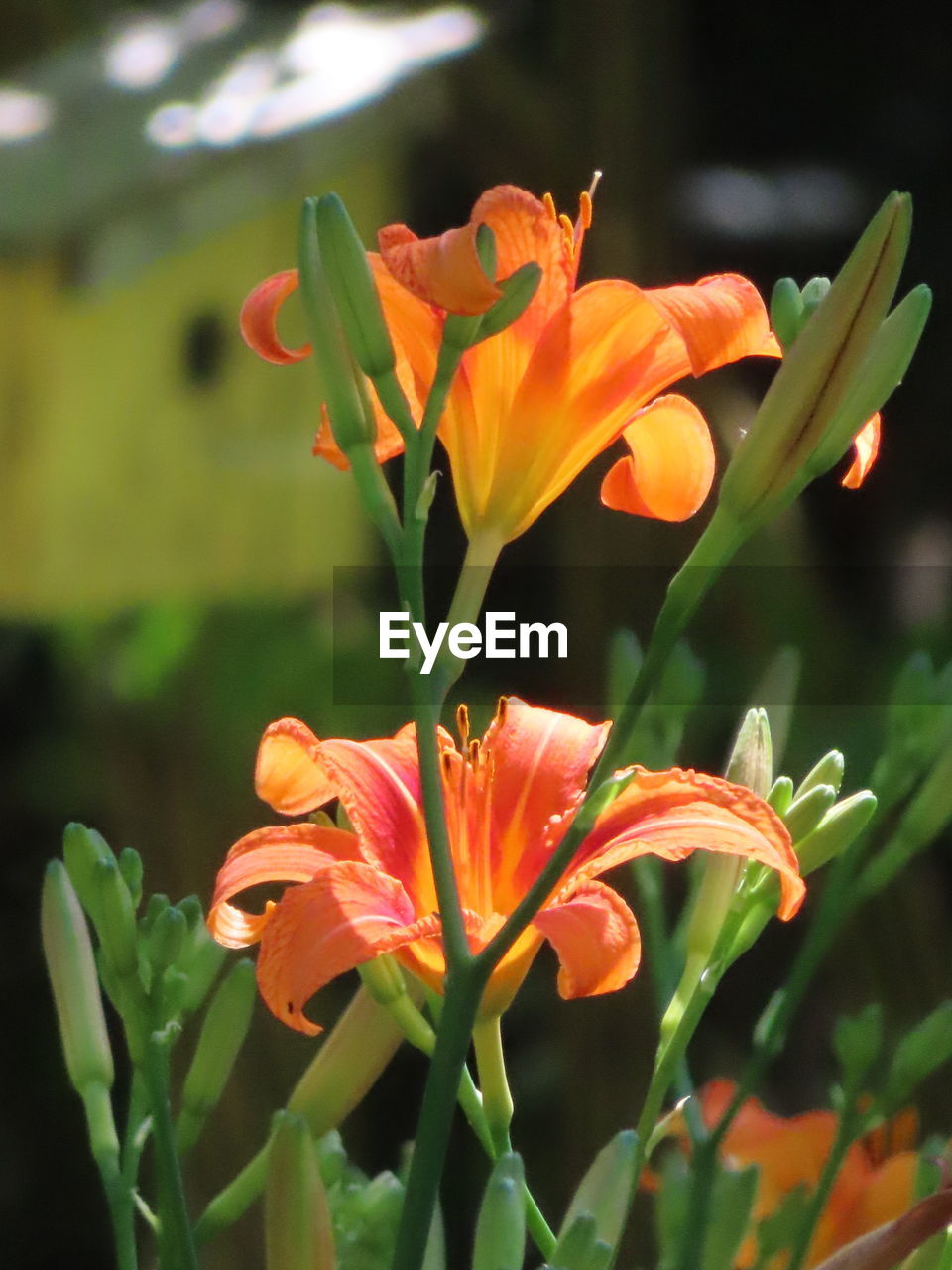 CLOSE-UP OF ORANGE LILY