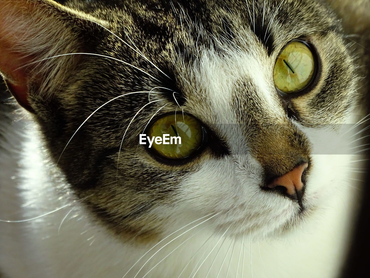 CLOSE-UP PORTRAIT OF CAT EYE