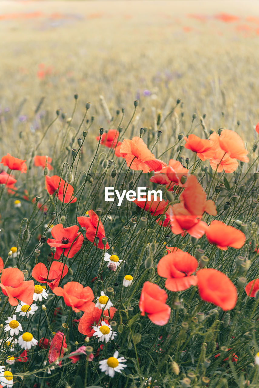 plant, flower, flowering plant, beauty in nature, growth, nature, field, freshness, land, poppy, fragility, red, day, no people, petal, landscape, close-up, flower head, meadow, inflorescence, tranquility, outdoors, grass, environment, focus on foreground, wildflower, prairie, orange color, sunlight