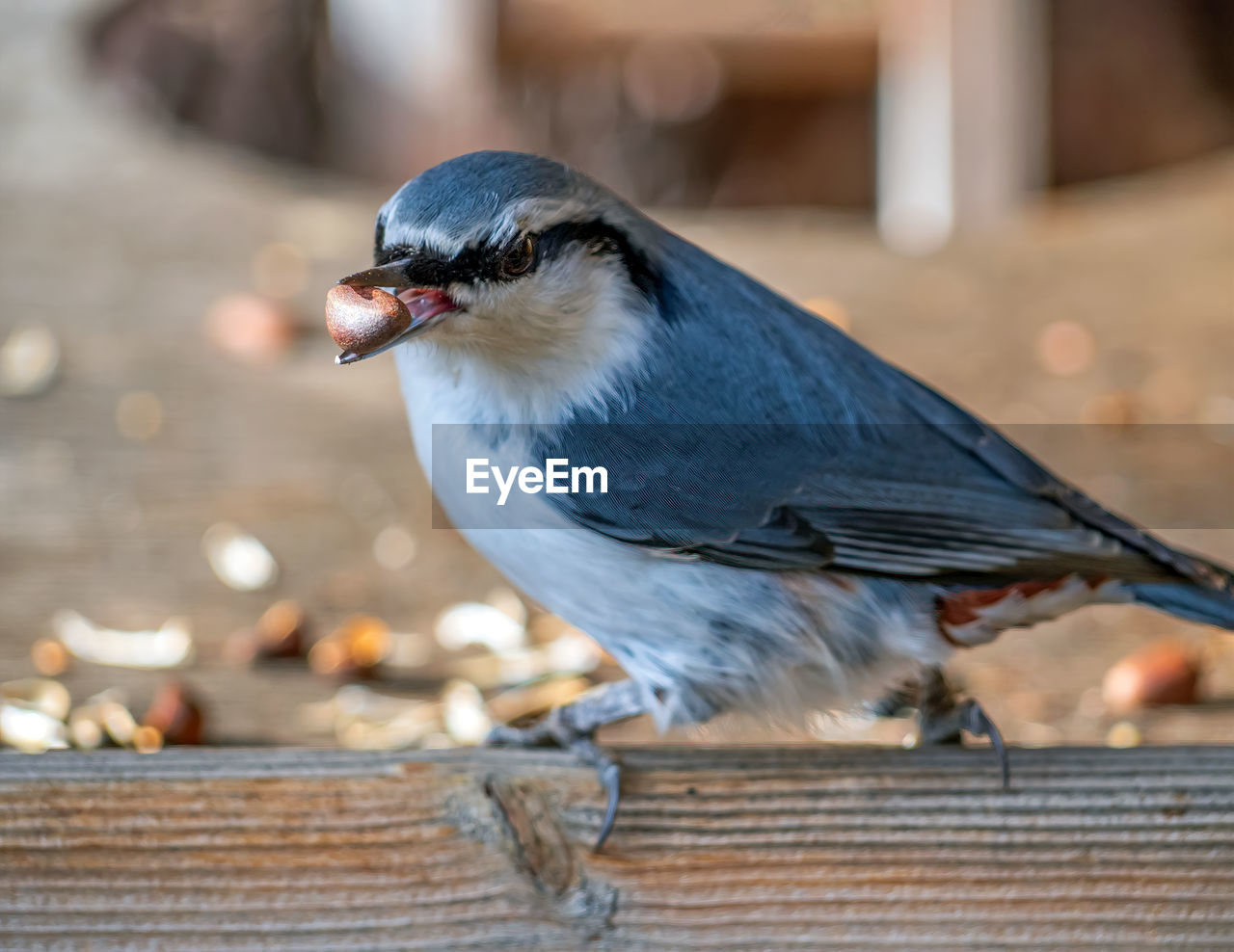 animal, animal themes, bird, animal wildlife, beak, one animal, blue, wildlife, eating, food, close-up, focus on foreground, no people, full length, outdoors, wood, food and drink, perching, day, nature, animal body part, wing, feeding