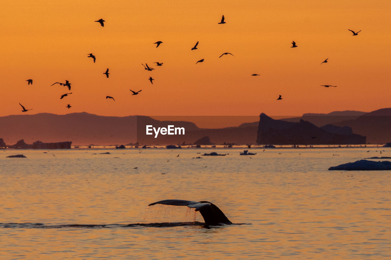 Tail of whale emerging at sunset