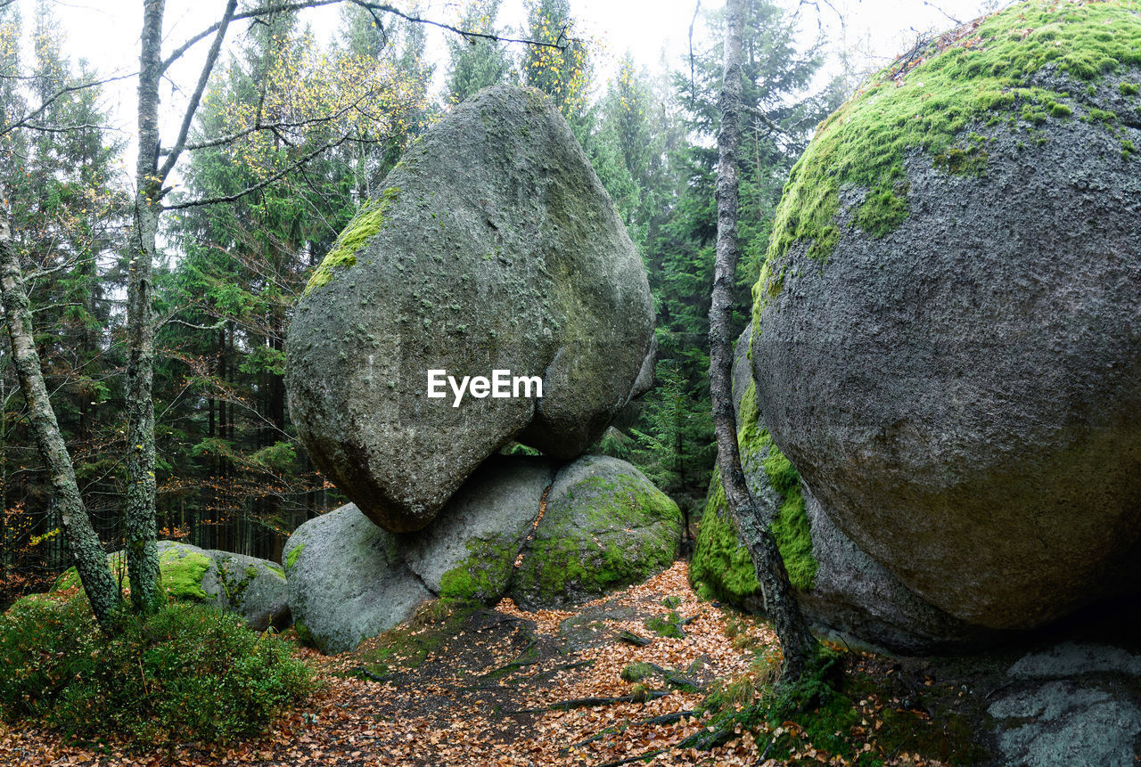 MOSS ON ROCK FORMATION IN FOREST