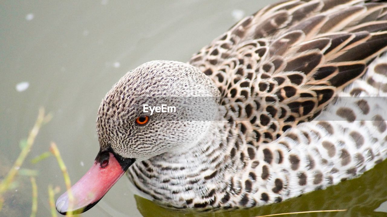 CLOSE-UP OF BIRD ON GROUND