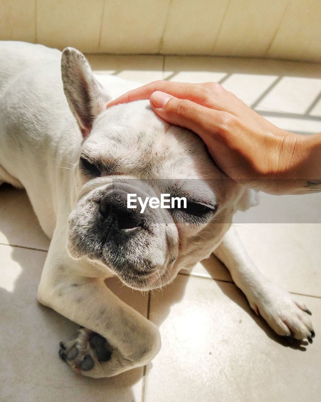 White french bulldog is laying on the terrace 