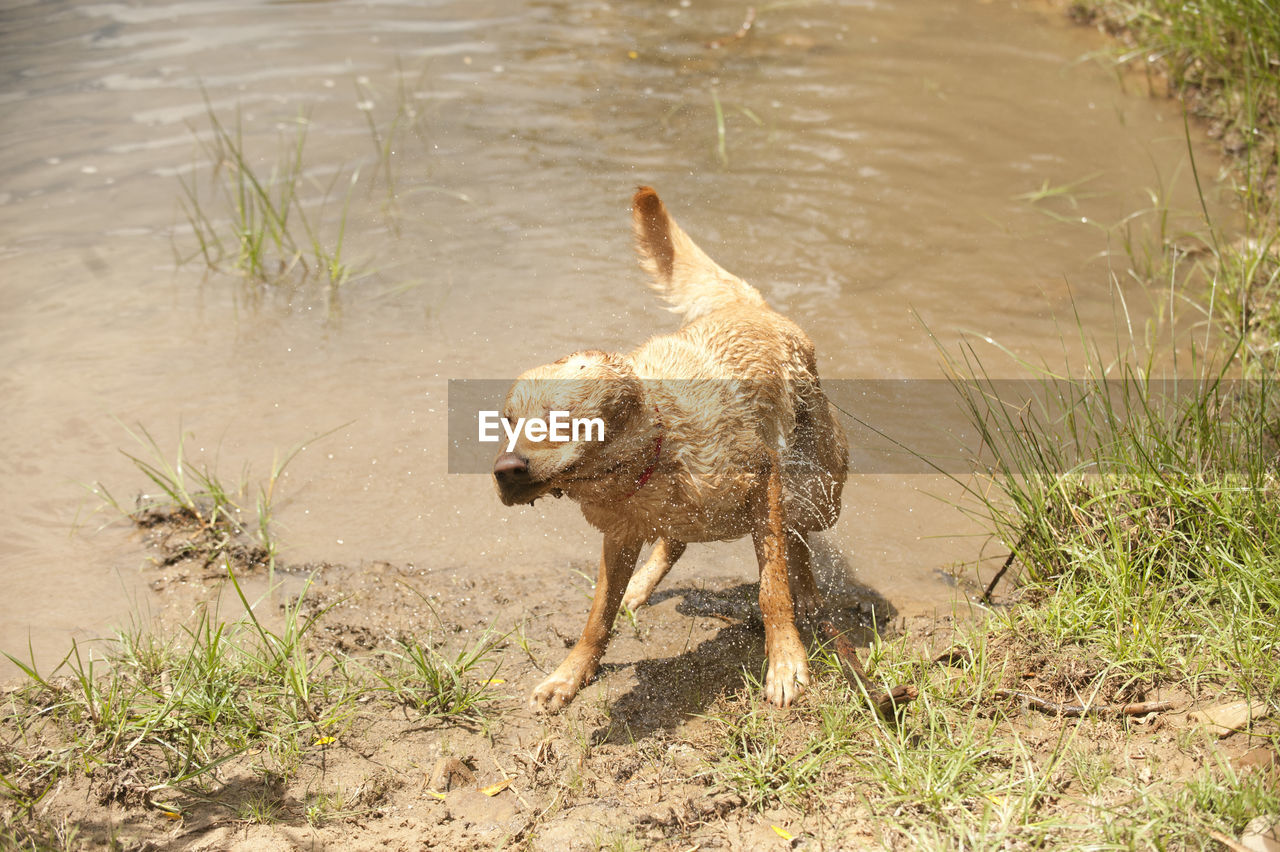 animal, animal themes, dog, one animal, pet, mammal, water, nature, carnivore, wildlife, no people, animal wildlife, domestic animals, day, plant, outdoors, grass, lake, canine, sunlight